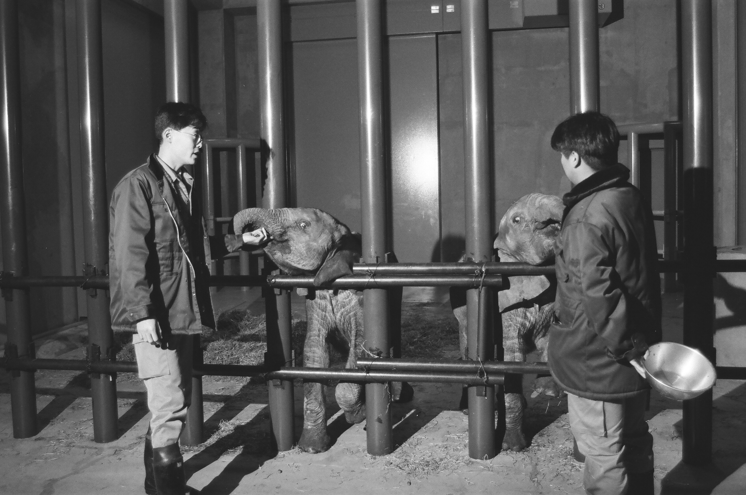 入園したばかりの2頭のアフリカゾウ(平成3年11月26日)