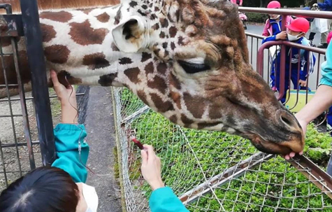 キリンの採血トレーニング