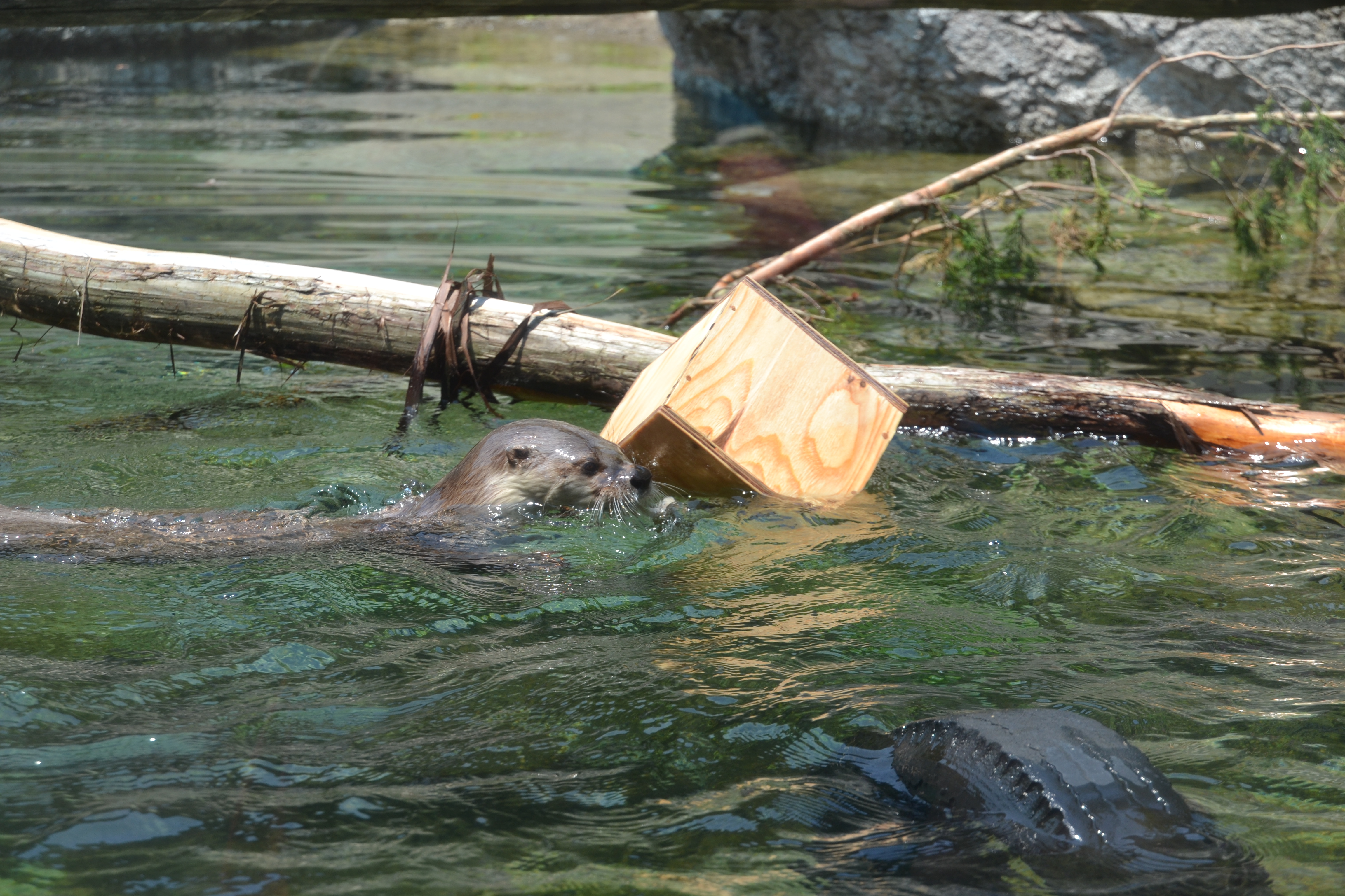 カワウソの採食エンリッチメント